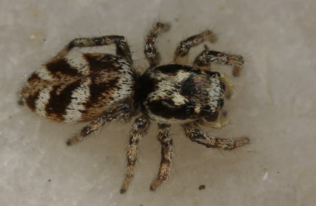 Zebraspringspinne (Salticus scenicus) - © Christian Komposch